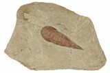 Soft-Bodied Fossil Aglaspid (Tremaglaspis) - Excellent Specimen #194098-1